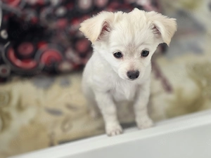 2 zauberhafte Chihuahua-Mädchen (Langhaarn)suchen ein liebevolles Zuhause auf Lebenszeit