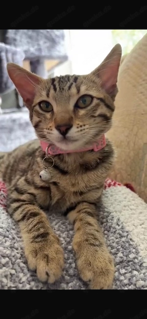 Bengal Siam Mix ( kitten) 