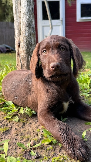 Einzigartige Labradoodle Welpen braun Hündin Rüde drahthaar kurzhaar Welpe Familienhund