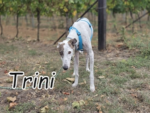 Wer möchte Trini mit ganz viel Herz und Verständnis auf ihrem Weg zurück ins Leben begleiten?