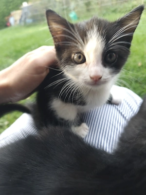 Kitten Mix EKH Main Coon