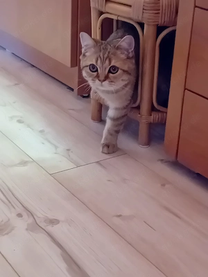 Ein süße Katerchen 