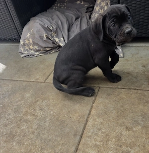 Reinrassige Cane Corso Welpen FCI  IKU  Bild 10