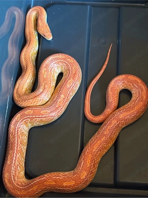 0.1 Amel Tessera het.bloodred het. Butter