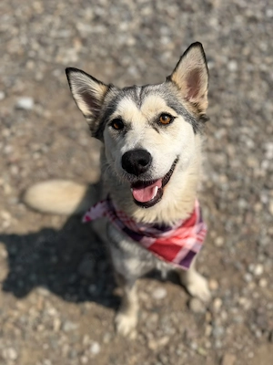Huskymix Lola sucht ihre Menschen 