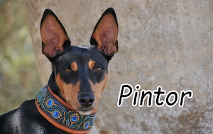 Wer möchte, Pintor, diesem besonderen Hund die Tür zu einem neuen Leben öffnen?