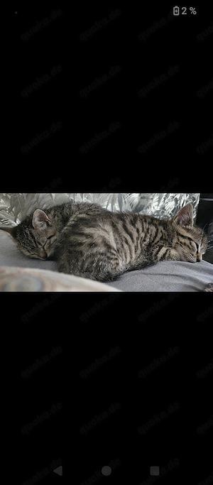 2 weibliche kitten in Brown spottet getiegert 