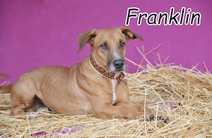 Wer möchte Franklin die Chance geben, endlich seinen Platz fürs Leben zu finden?