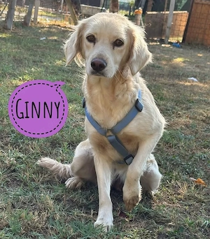 Ginny, wundersüße und liebe Golden Retriever Mix Hündin
