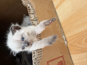 Babykatzen  