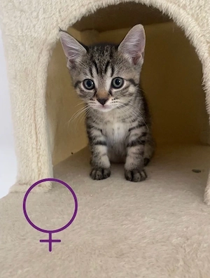 Abgabebereit Sphynx-BKH-Mix-Kitten suchen ihr neues Zuhause