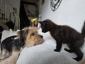 2 Kitten m+w Russisch Langhaar mix