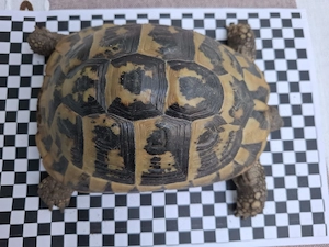 Griechische Landschildkröte (weiblich) aus Zucht abzugeben