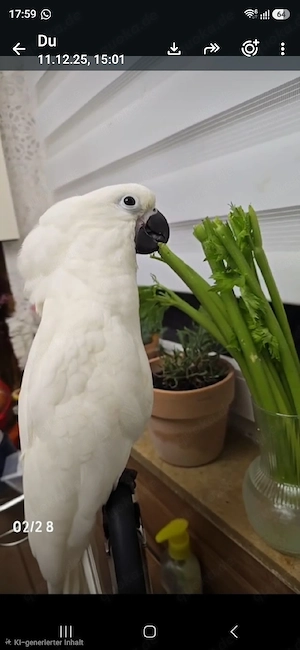 Weißhauben Weibchen, Kakadu Weibchen 