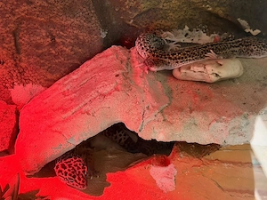 leopardengegos 
