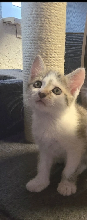 EKH Kitten