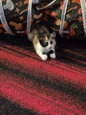 EKH Kitten