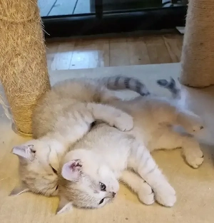 BKH Kätzchen, Katzen Babies, Kitten, reinrassig, abgabebereit   
