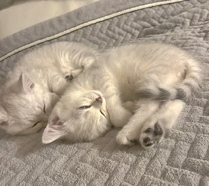BKH Kätzchen, Katzen Babies, Kitten, reinrassig, bald abgabebereit