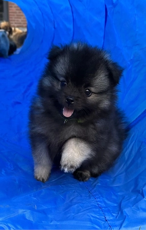 Zwergspitz Pomeranien Welpen 