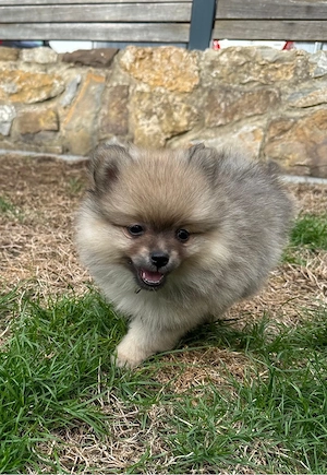 Zwergspitz Pomeranien Welpen 
