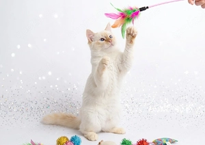 Wunderschönes Heilige Birma Kitten männlich