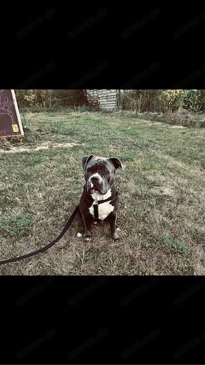 American Bully Hündin