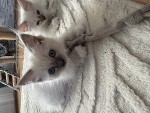Heilige Birma Kitten reinrassig entwurmt & stubenrein 