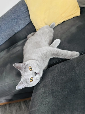 Liebevolle Britisch Kurzhaar Katze sucht ein schönes Zuhause