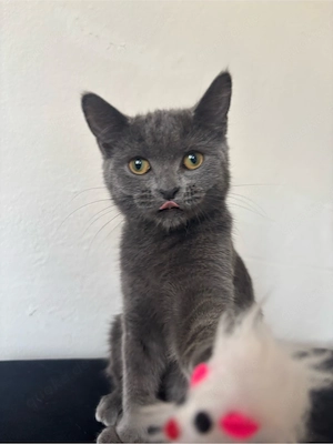 Wunderschöne britische Katze     