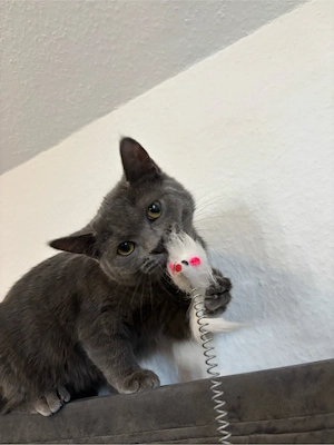 Wunderschöne britische Katze     