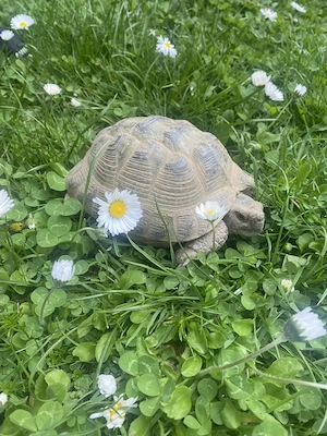 Adulte männliche Vierzehen Landschildkröte, Steppenschildkröte, Russische, Testudo Horsfieldii