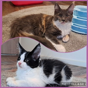 Maine Coon Kitten reinrassig - abgabebereit - Blue Tortie White & Black White