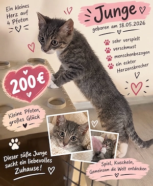 Kleiner Herzensbrecher sucht sein zuhause