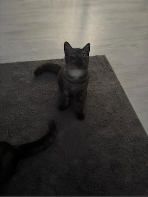 5 BKH Kitten Abgabebereit