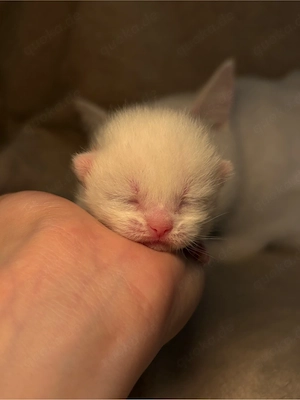 BKH kitten