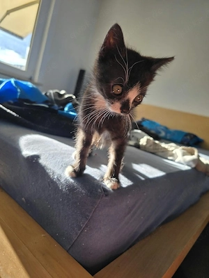 Maine Coon kitten mix 