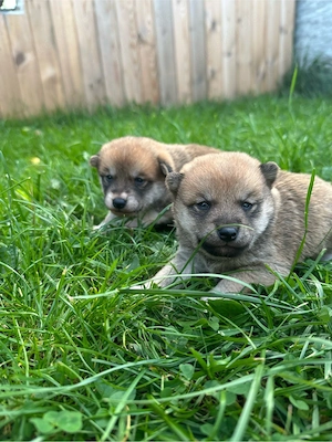 Shiba Inu Welpen