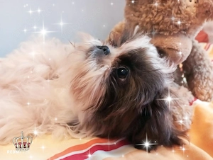 Shih Tzu Welpen - Mädchen (reinrassig) mit großem Herzen   