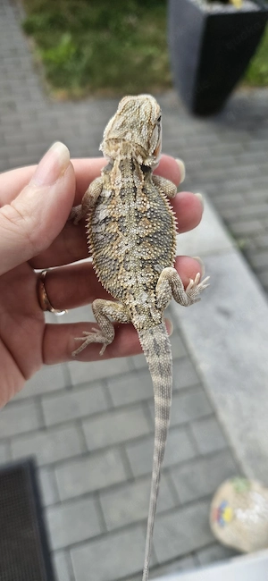 Bartagame pogona vitticeps Hypo männlich