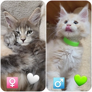 Maine Coon Kitten Kater Katze 