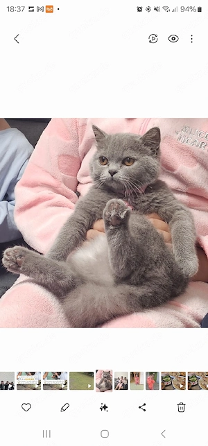 Bkh  katze in grau