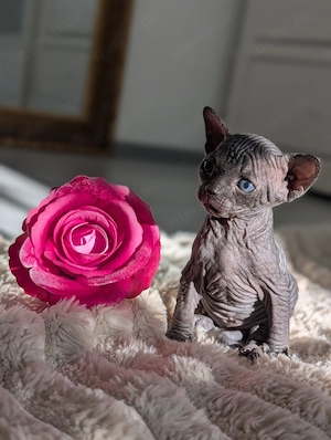 Sphynx Kätzchen suchen ihr Zuhause 