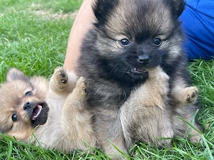 Zwergspitz Pomeranian Welpen(weibchen)