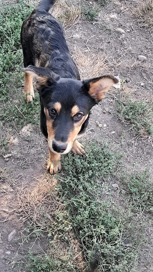 Loki sucht sein Zuhause für immer 