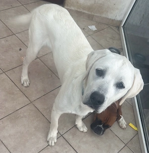 OEB-boxer-Labrador welpen