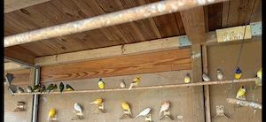 goldamadine