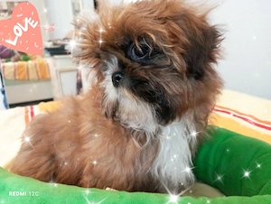Kleines Shih Tzu Welpenmädchen (reinrassig) mit ganz viel Charme!