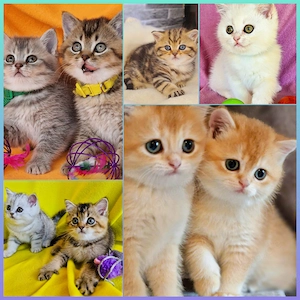 Bkh Kitten  mit Stammbaum 