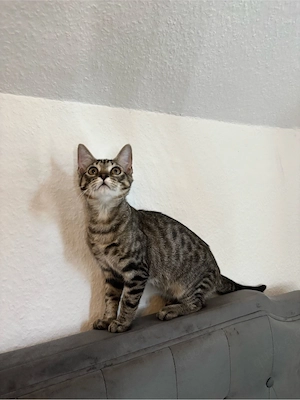 Süßer, verspielter Kater in liebevolle Hände abzugeben